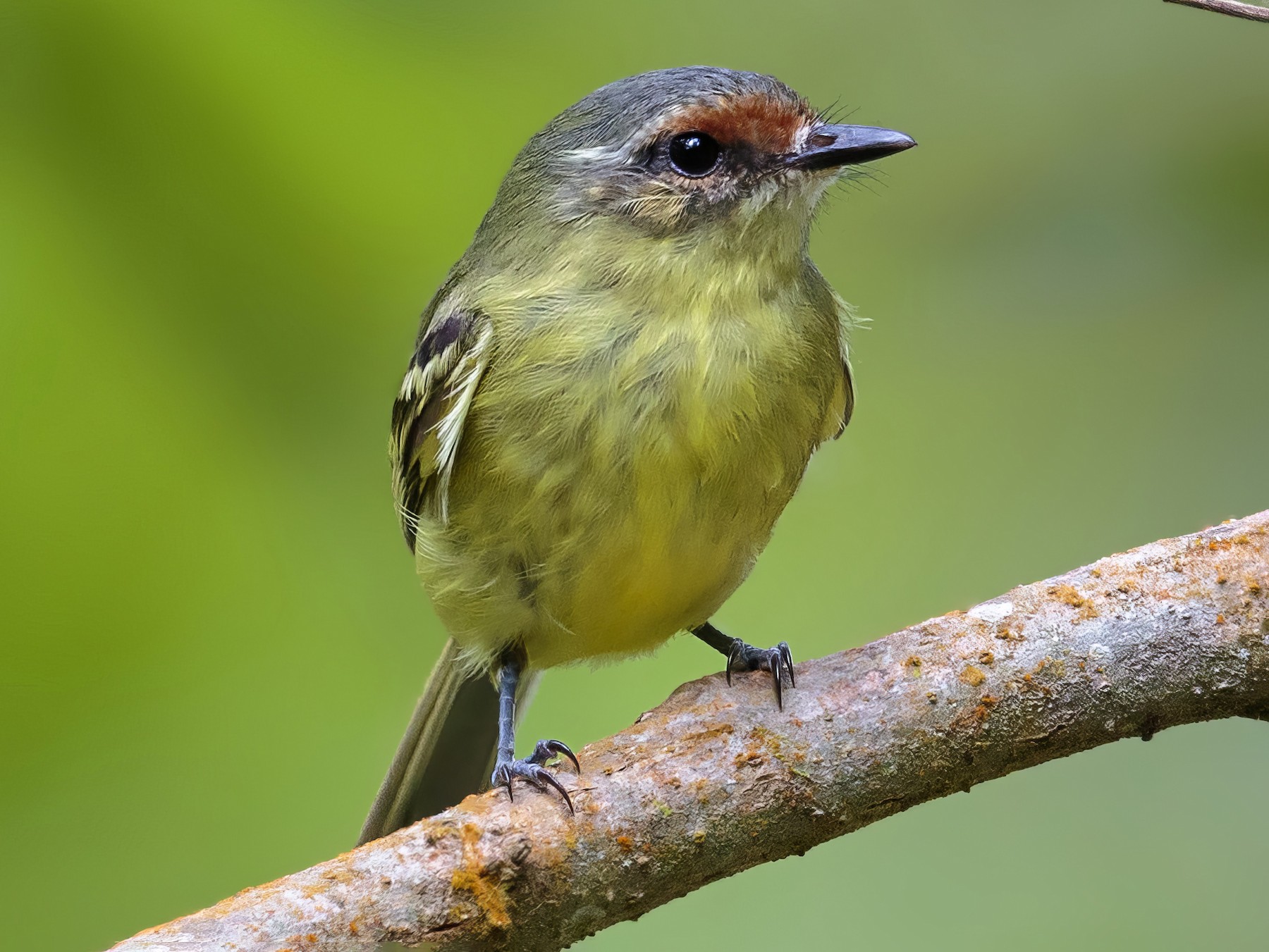 Cinnamon-faced Tyrannulet - eBird