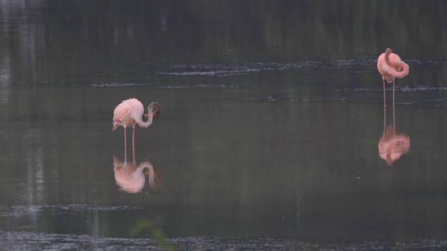 American Flamingo - ML608658383