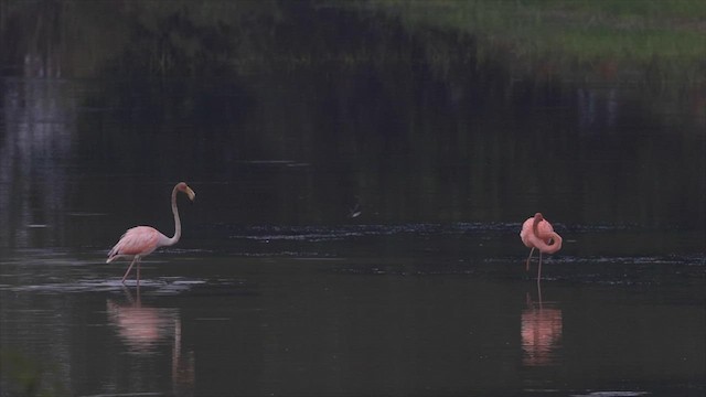 American Flamingo - ML608658385