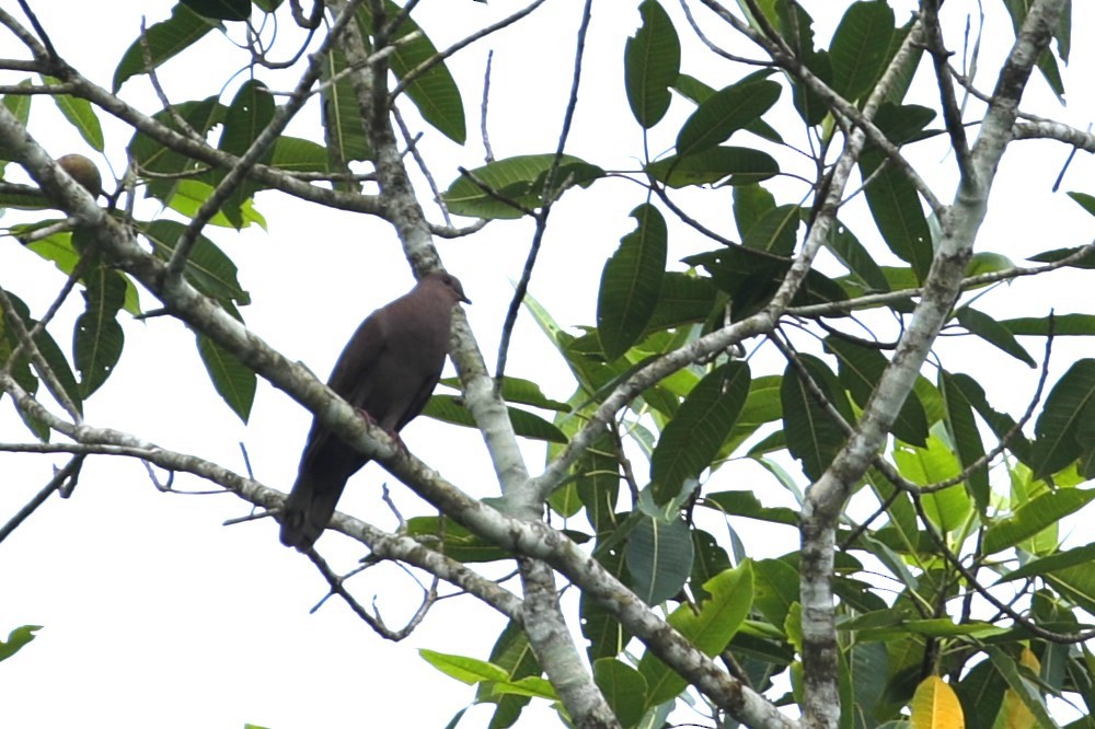 Pigeon à bec noir - ML608658417