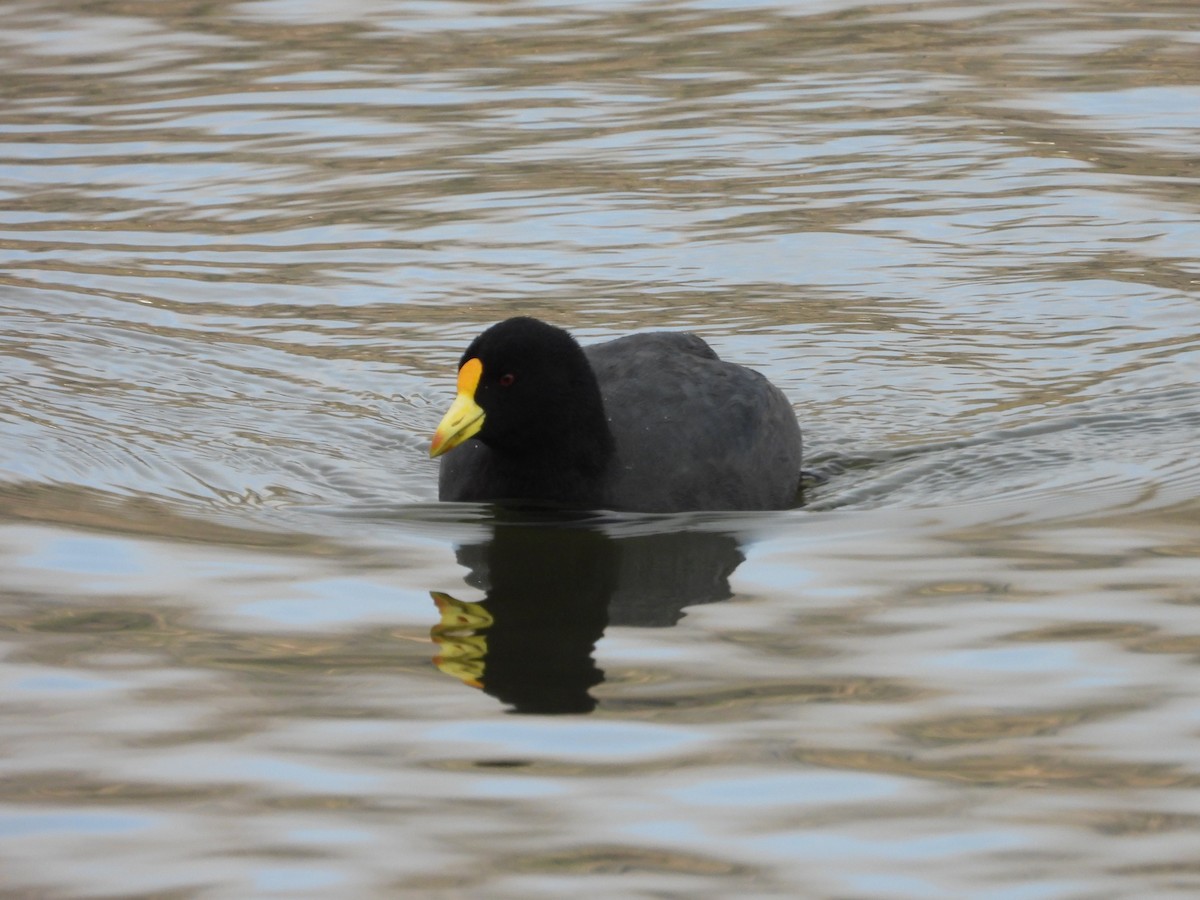 White-winged Coot - ML608658685