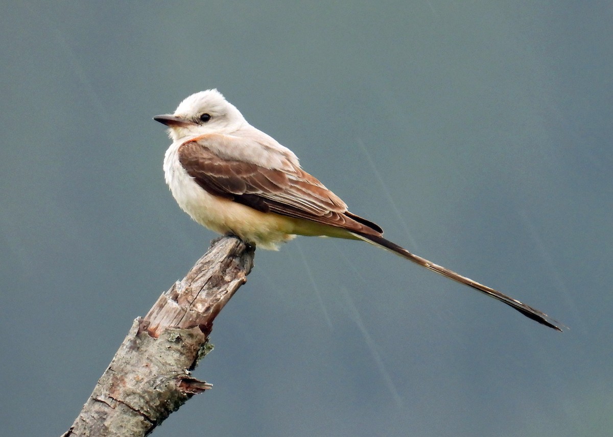 Scissor-tailed Flycatcher - Mark Thomson