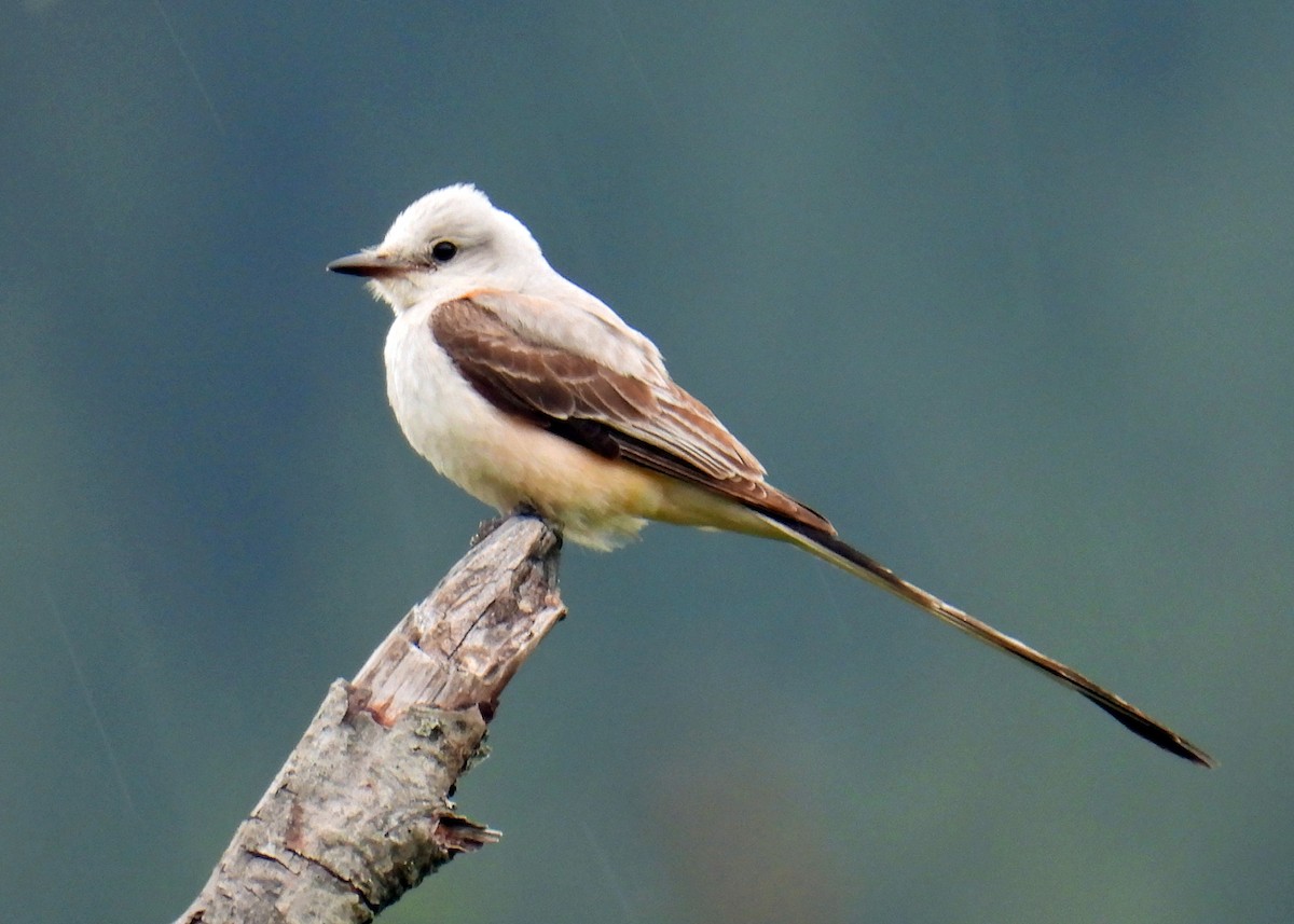 Scissor-tailed Flycatcher - Mark Thomson