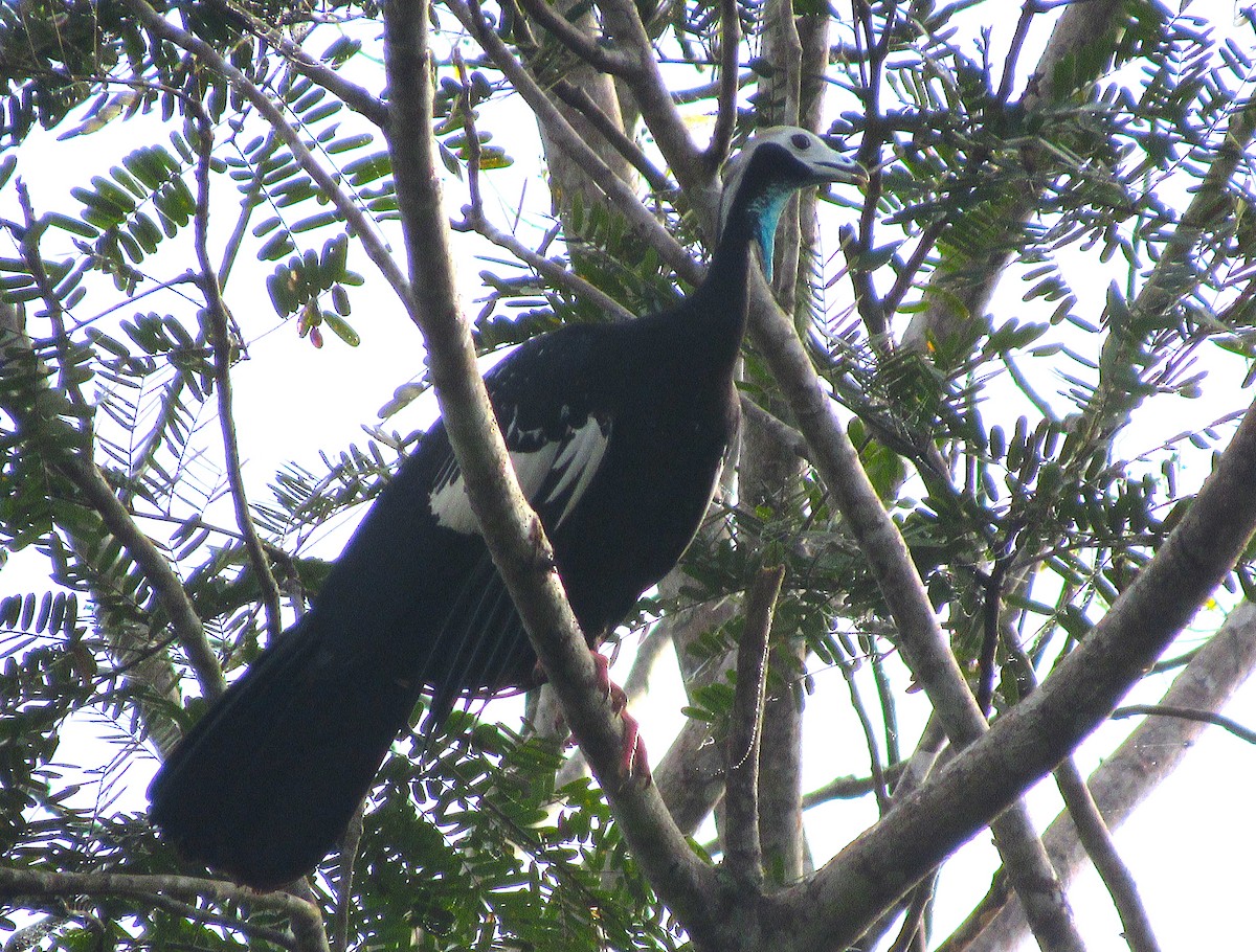 White-throated Piping-Guan - ML608658972