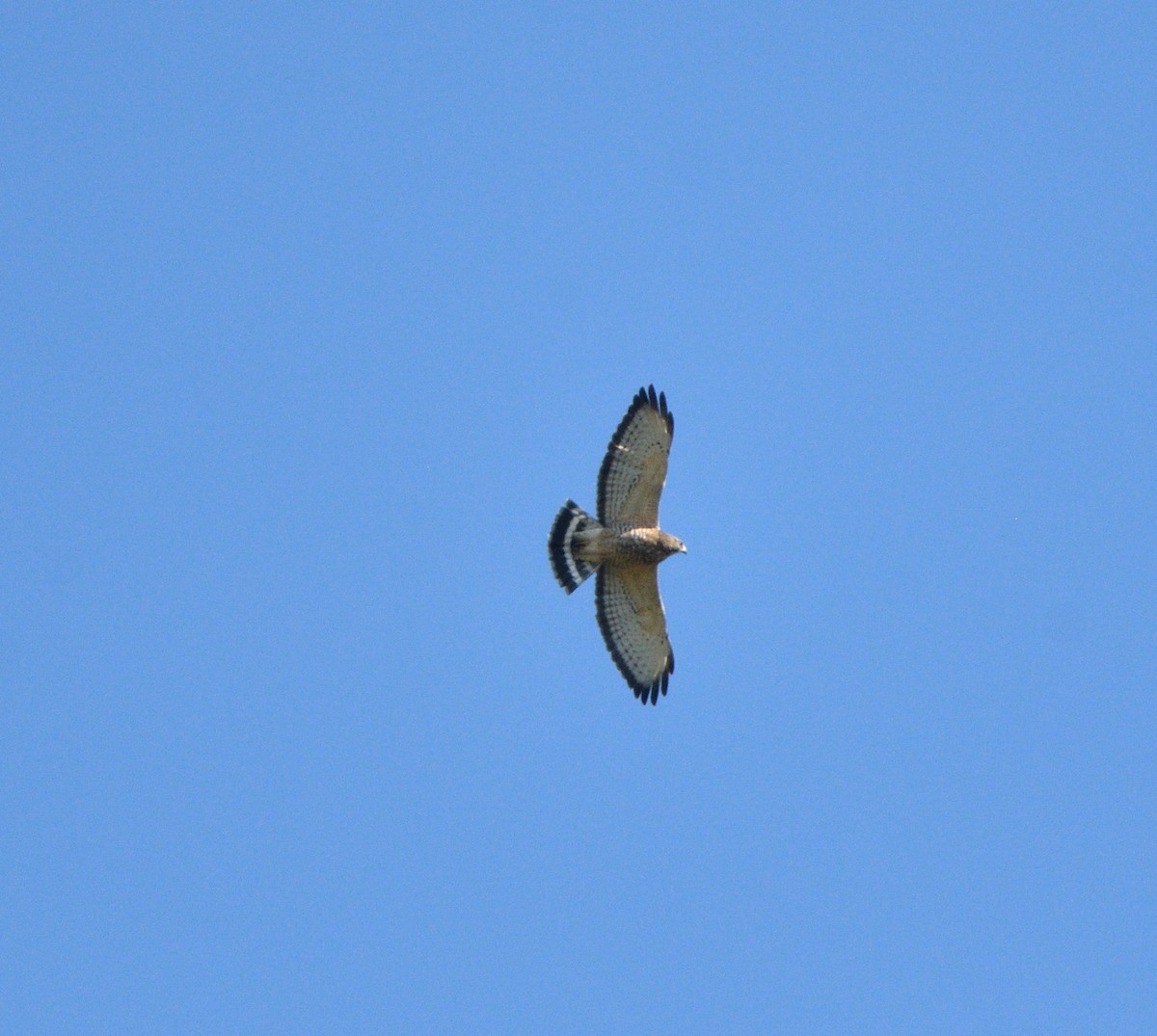 Broad-winged Hawk - ML608659105