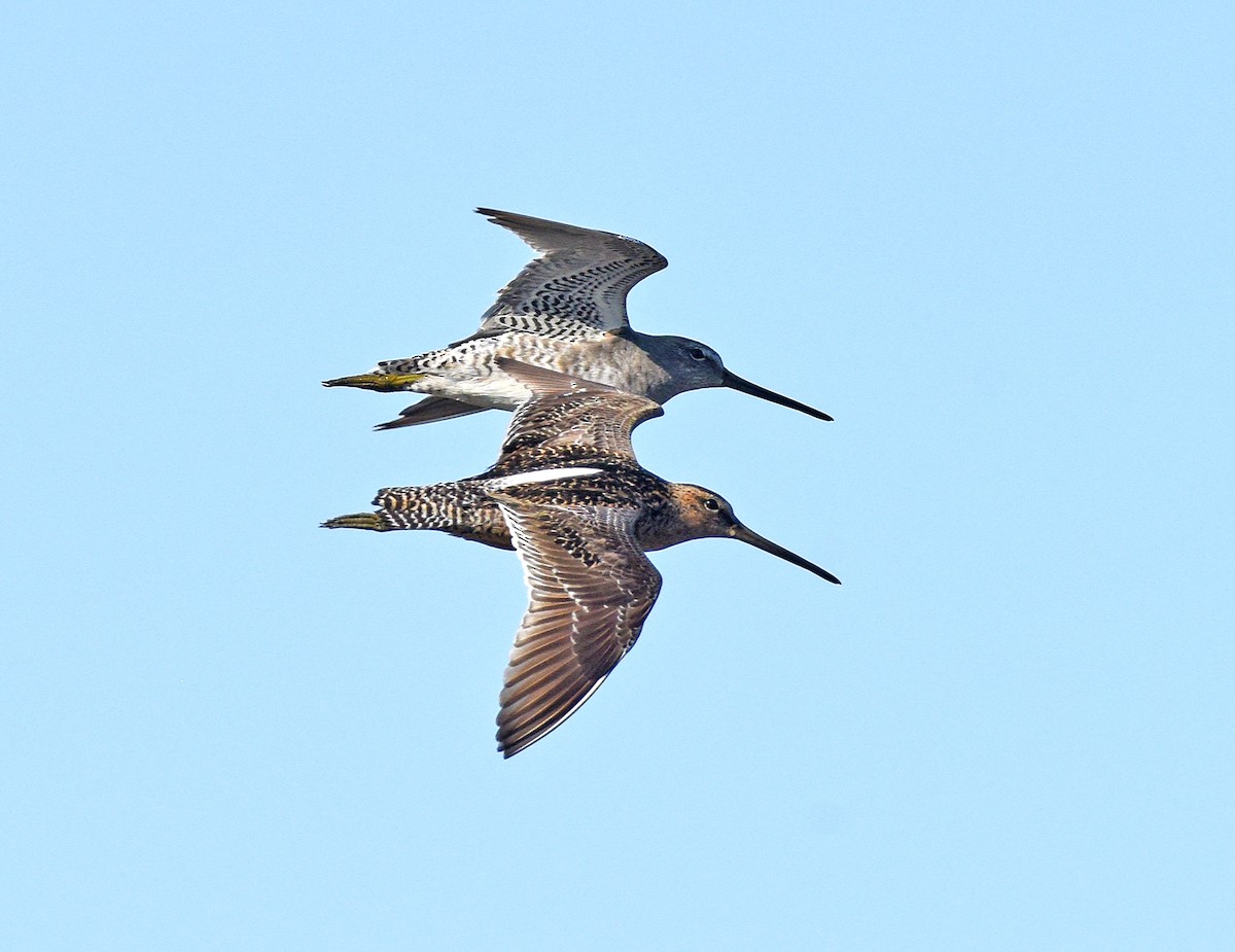 Long-billed Dowitcher - ML608659256