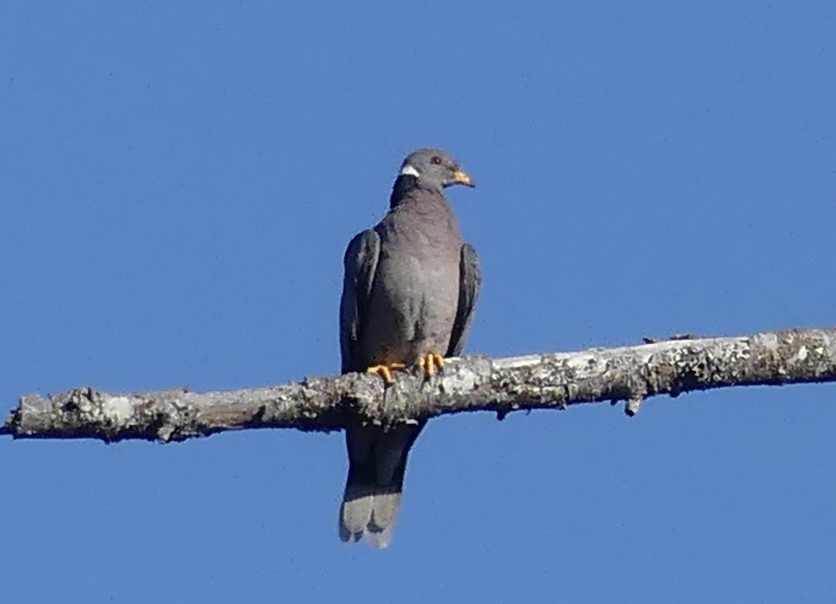 Band-tailed Pigeon - ML608659305