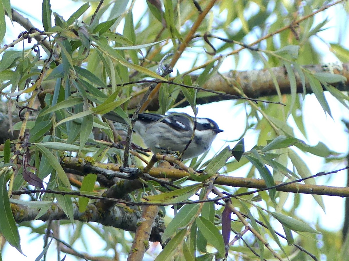 Black-throated Gray Warbler - ML608659347