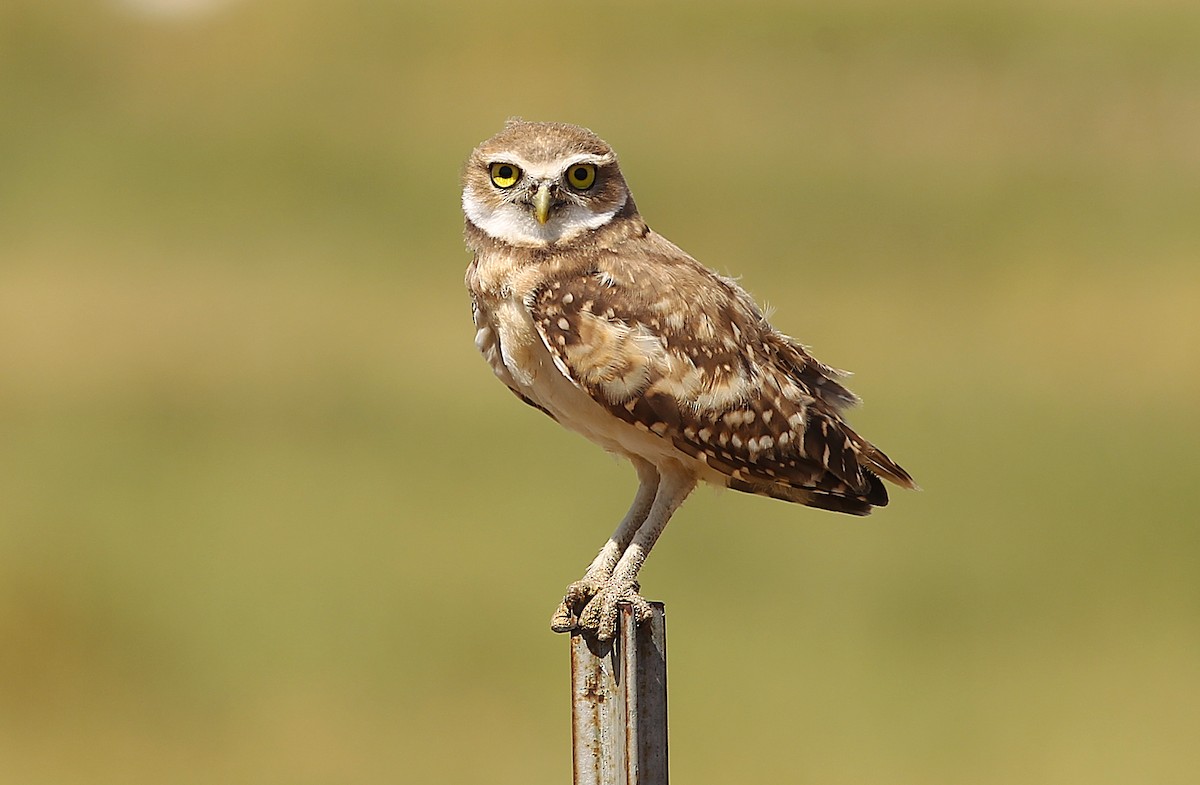 Burrowing Owl - ML608659769