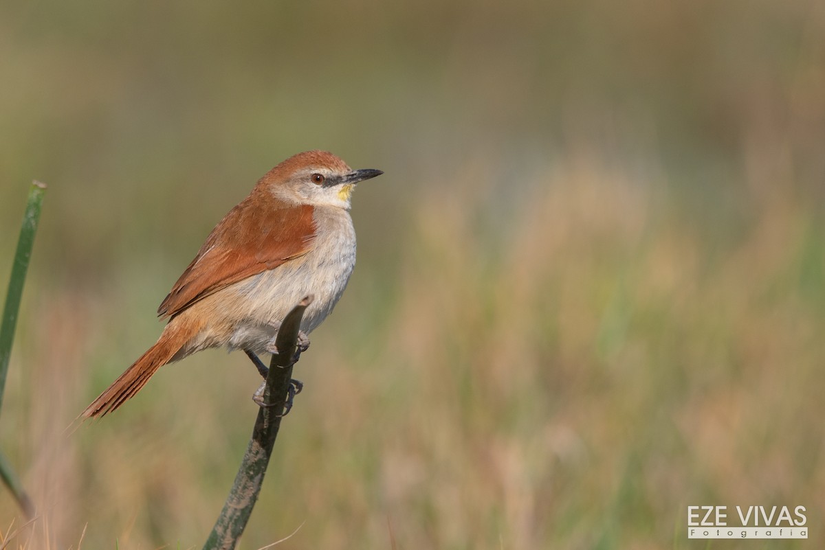 Yellow-chinned Spinetail - ML608660262
