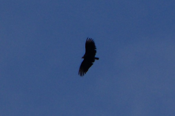 Black Vulture - ML608660557