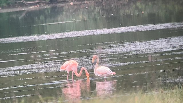 Amerika Flamingosu - ML608660644