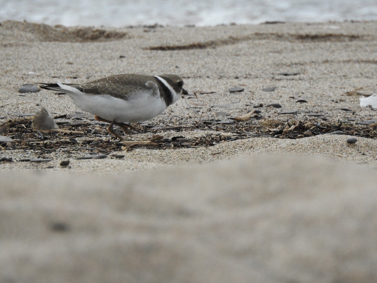 Semipalmated Plover - ML608660900