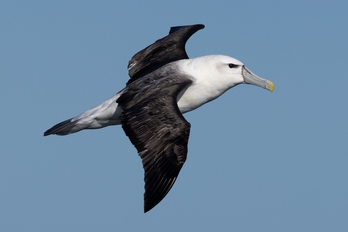 White-capped Albatross - ML608661499