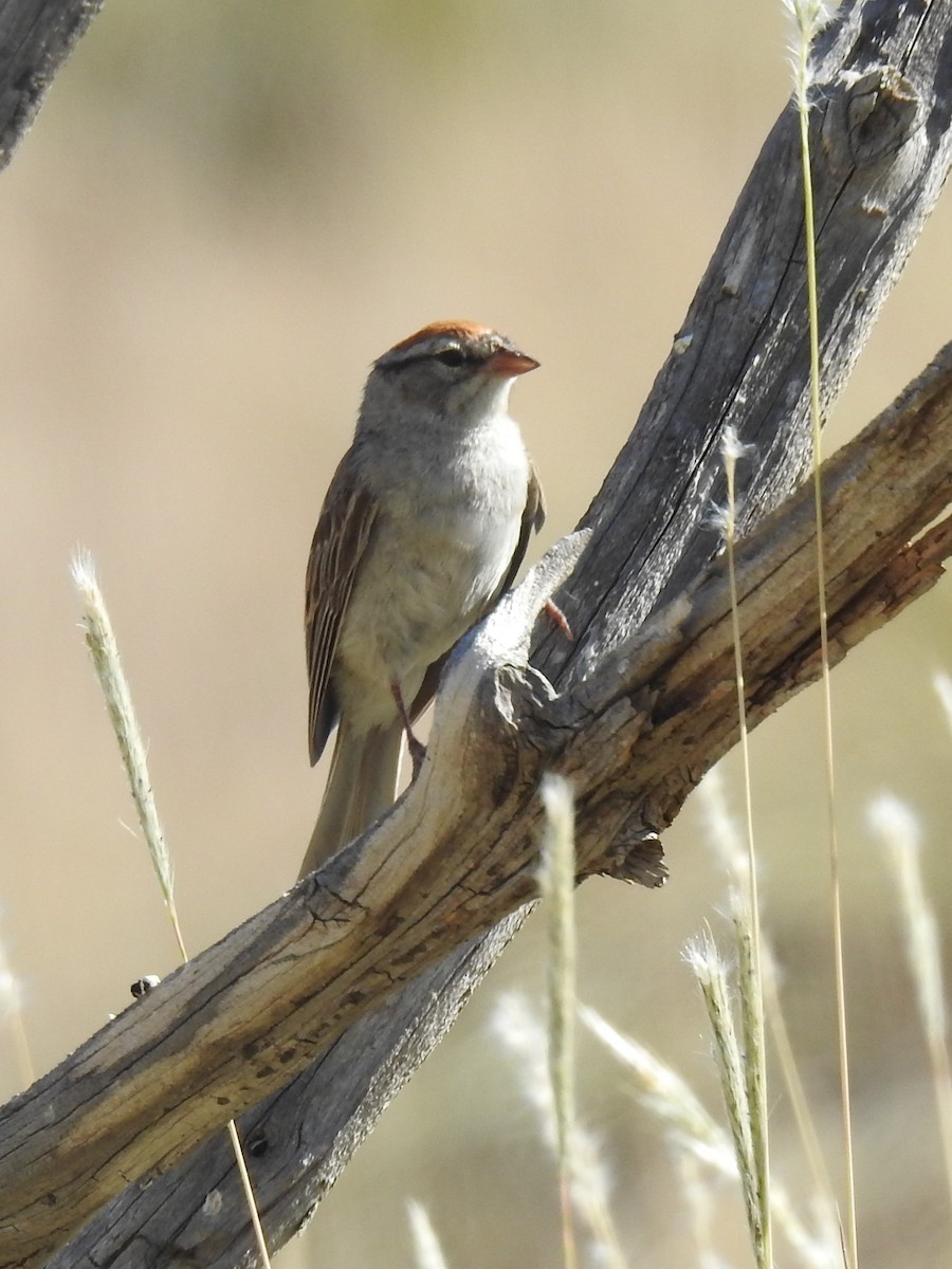 Chipping Sparrow - Annelia Williams