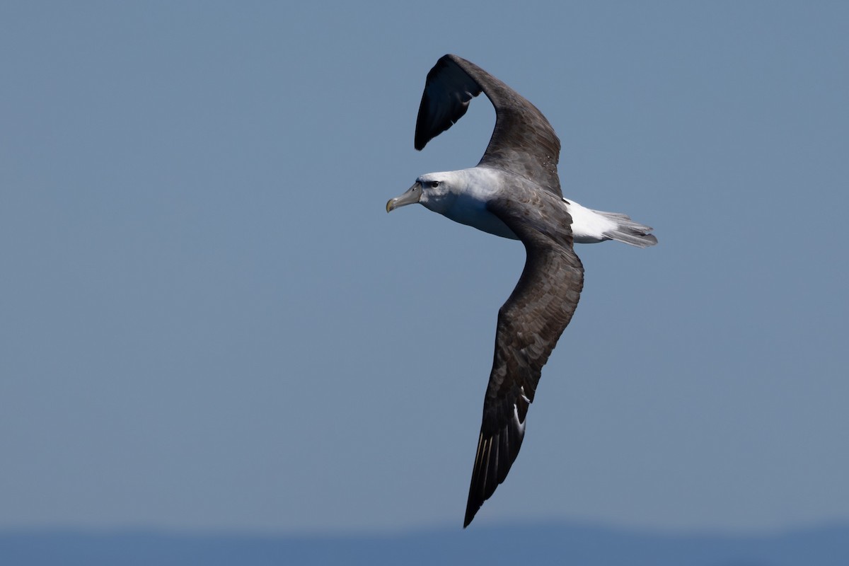 White-capped Albatross - ML608661624