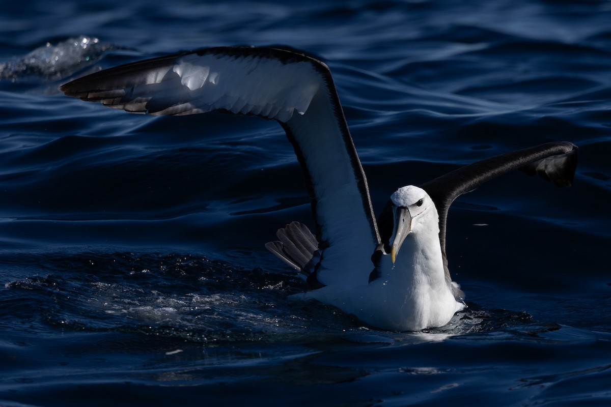 White-capped Albatross - ML608661689