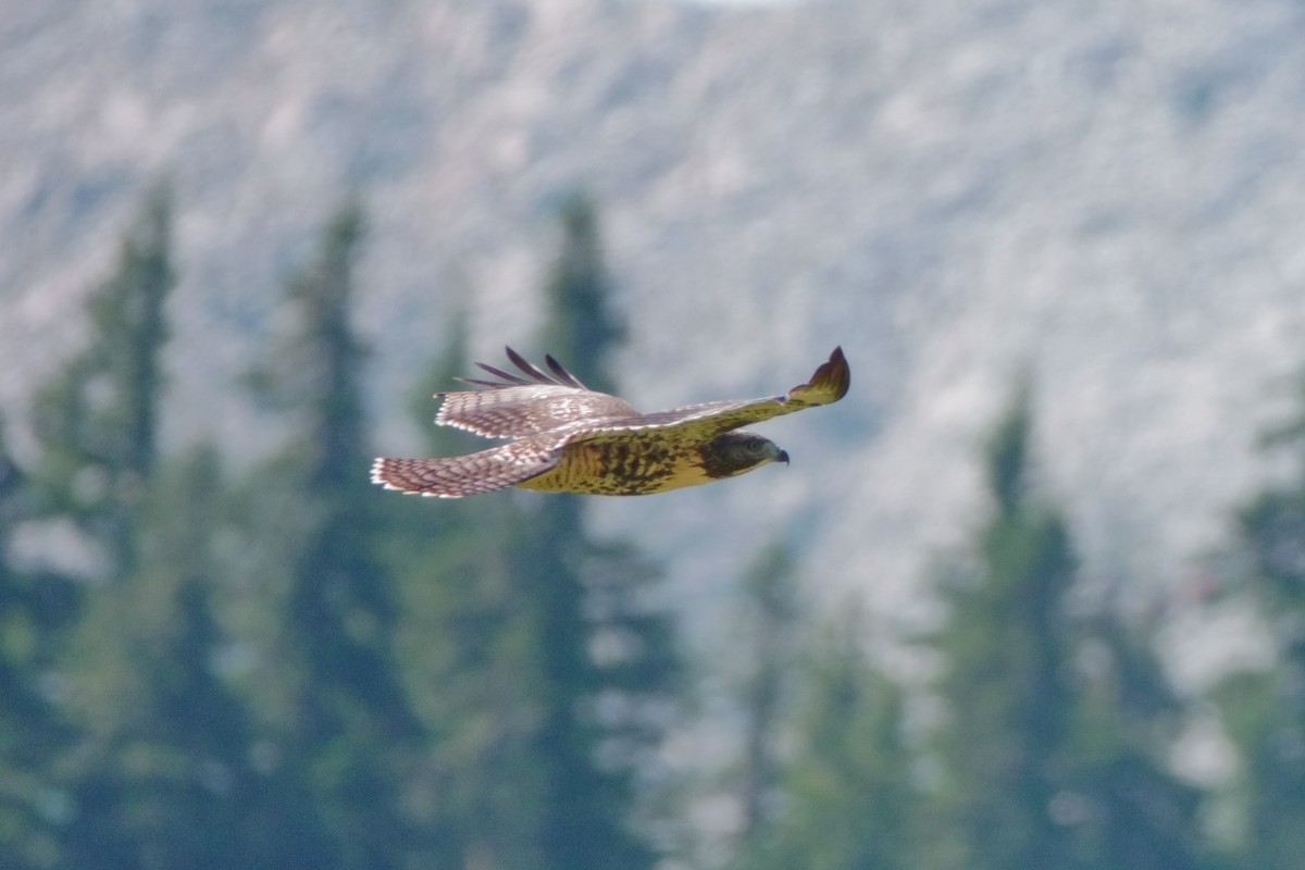Red-tailed Hawk - Caleb Evert