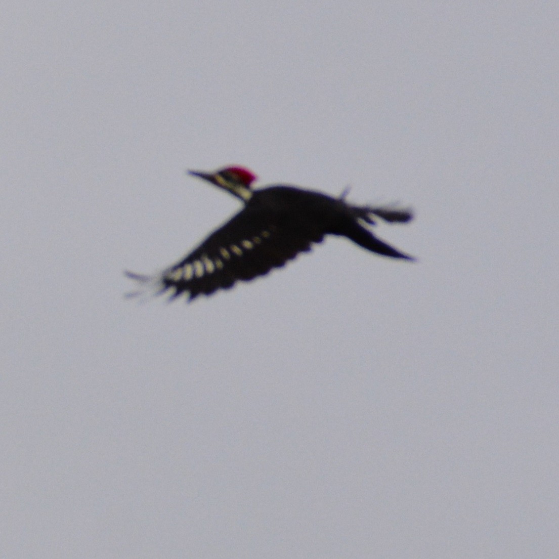 Pileated Woodpecker - ML608661871