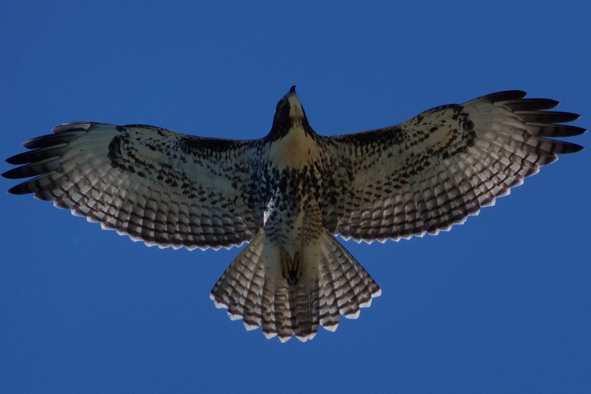 Red-tailed Hawk - ML608661924