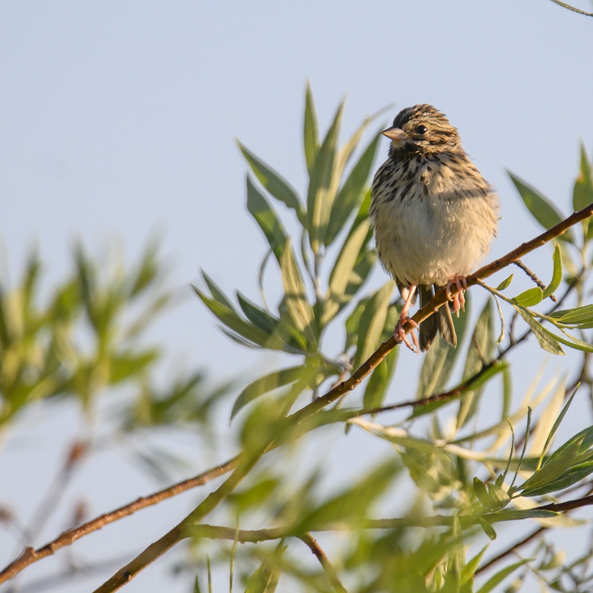 Savannah Sparrow - ML608662087