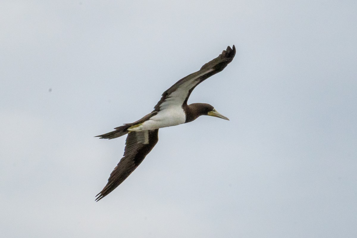 Brown Booby - ML608662131