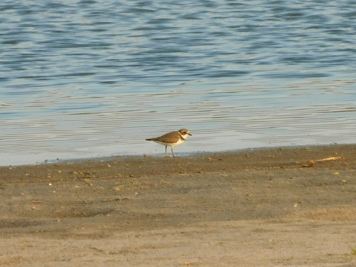 Semipalmated Plover - Tim Boese