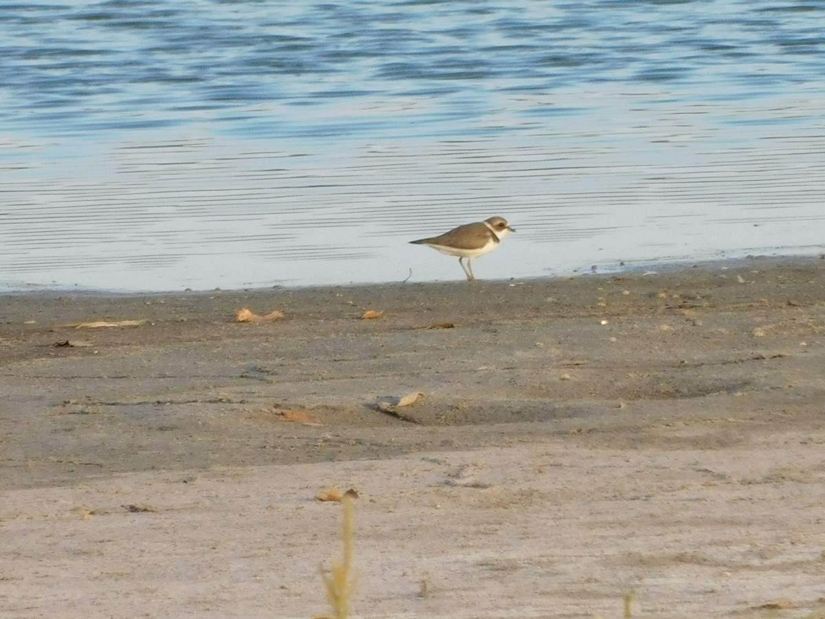 Semipalmated Plover - ML608662137