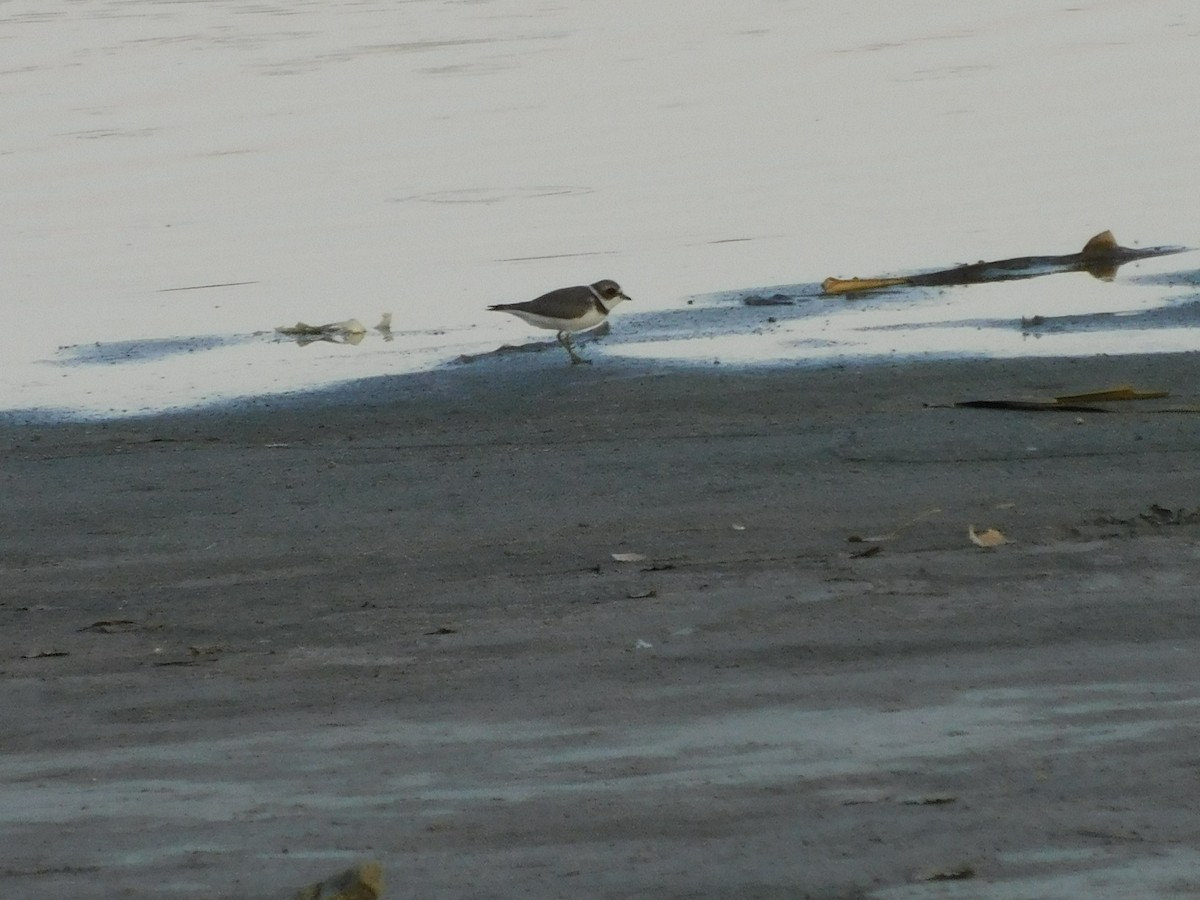 Semipalmated Plover - ML608662138