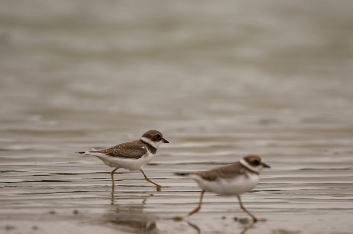 Semipalmated Plover - ML608662427