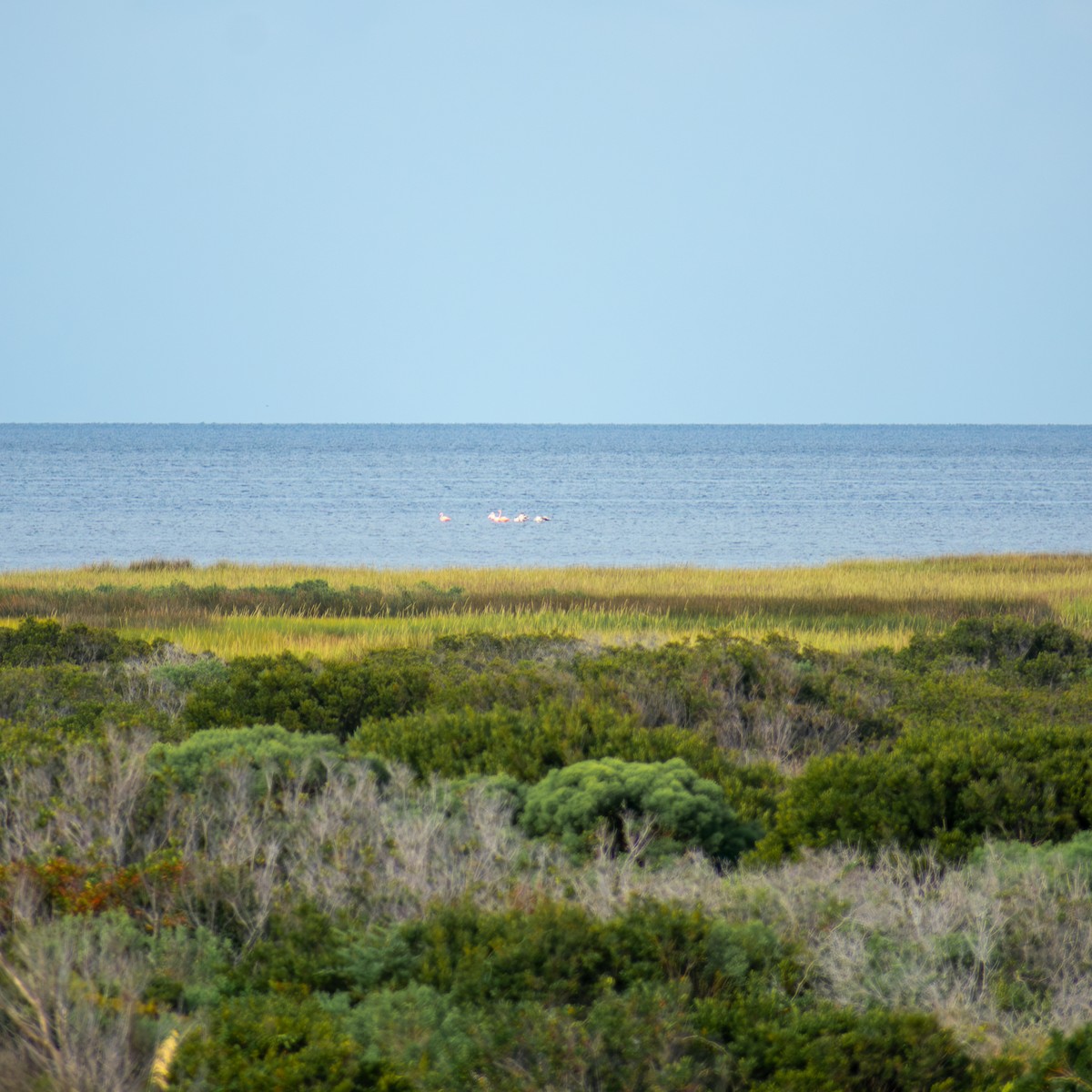 Ebird Checklist Sep Pea Island Nwr New Inlet Species