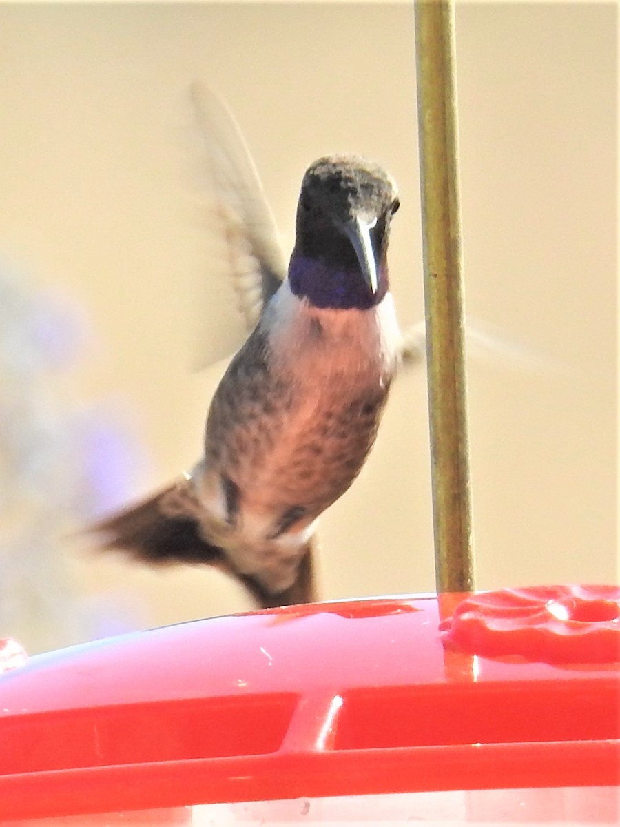 Black-chinned Hummingbird - ML608662599