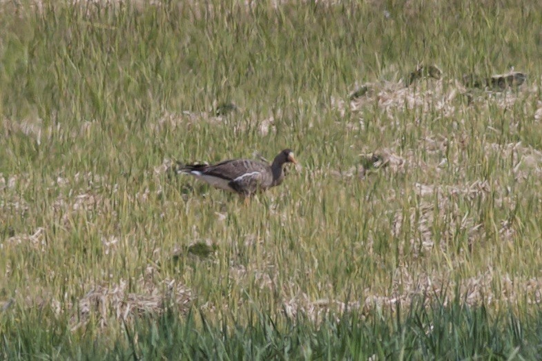Greater White-fronted Goose - ML608662666