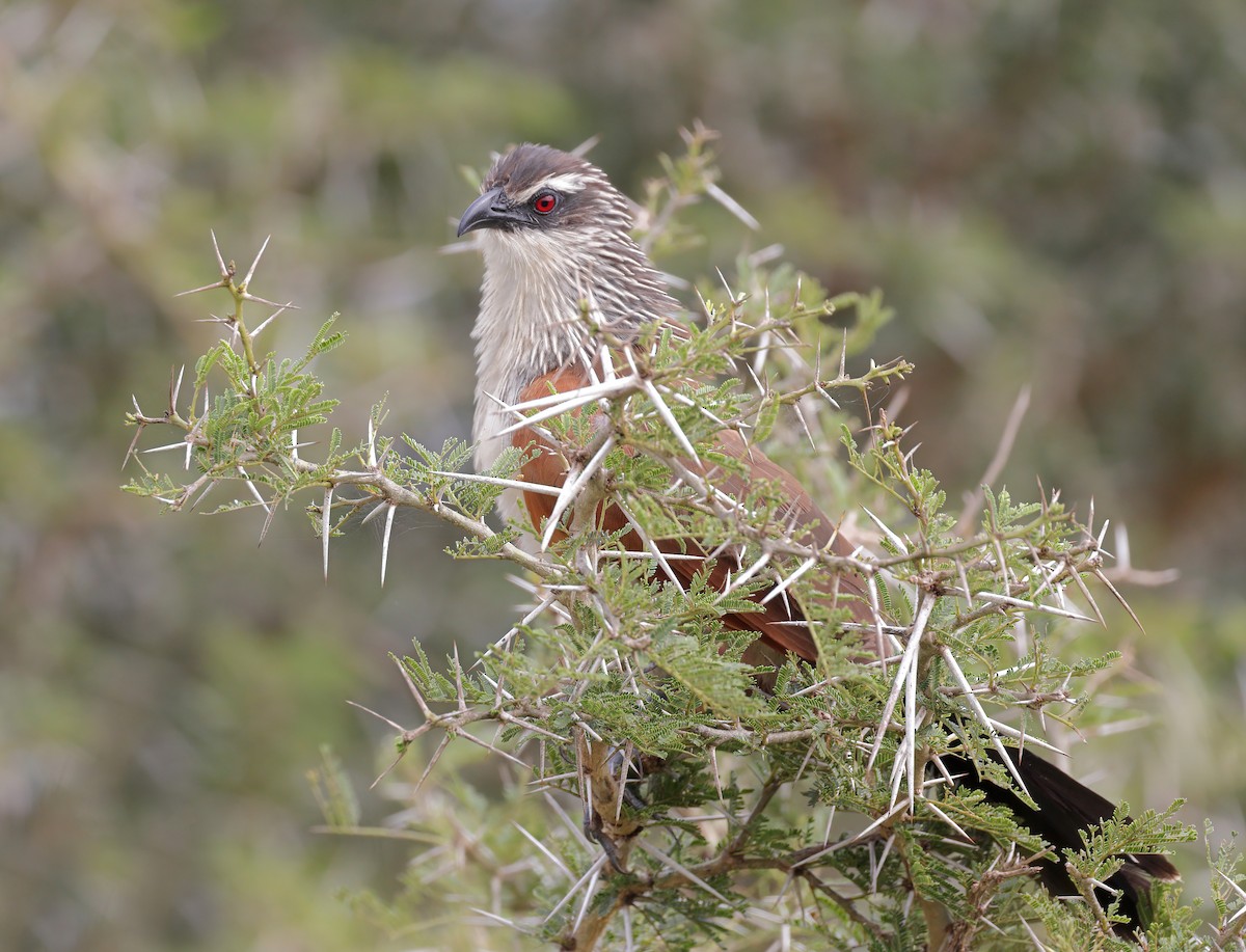 White-browed Coucal - sheau torng lim
