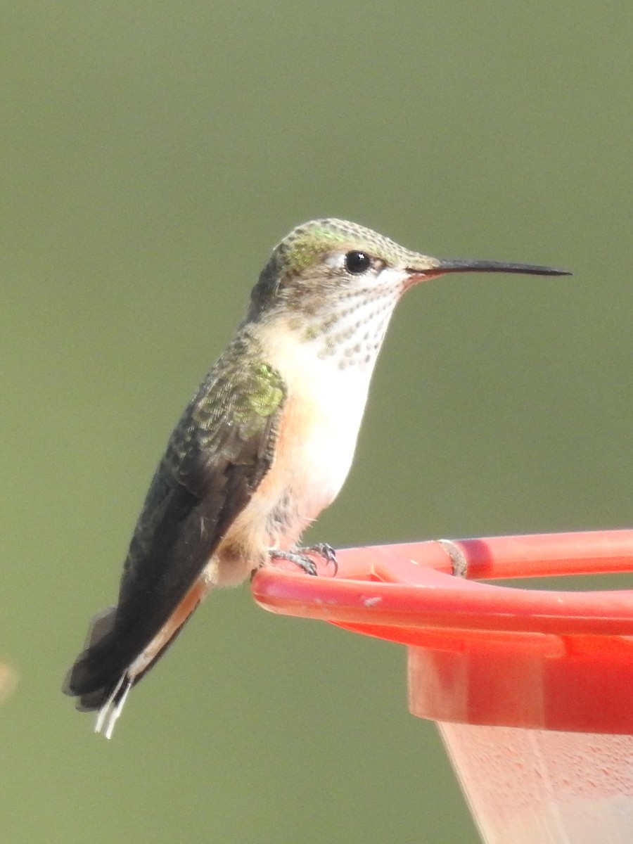 Calliope Hummingbird - ML608663019