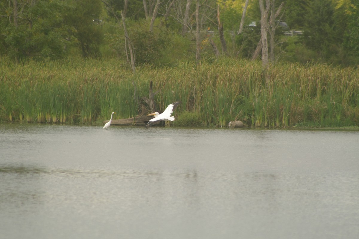 pelikán severoamerický - ML608663503
