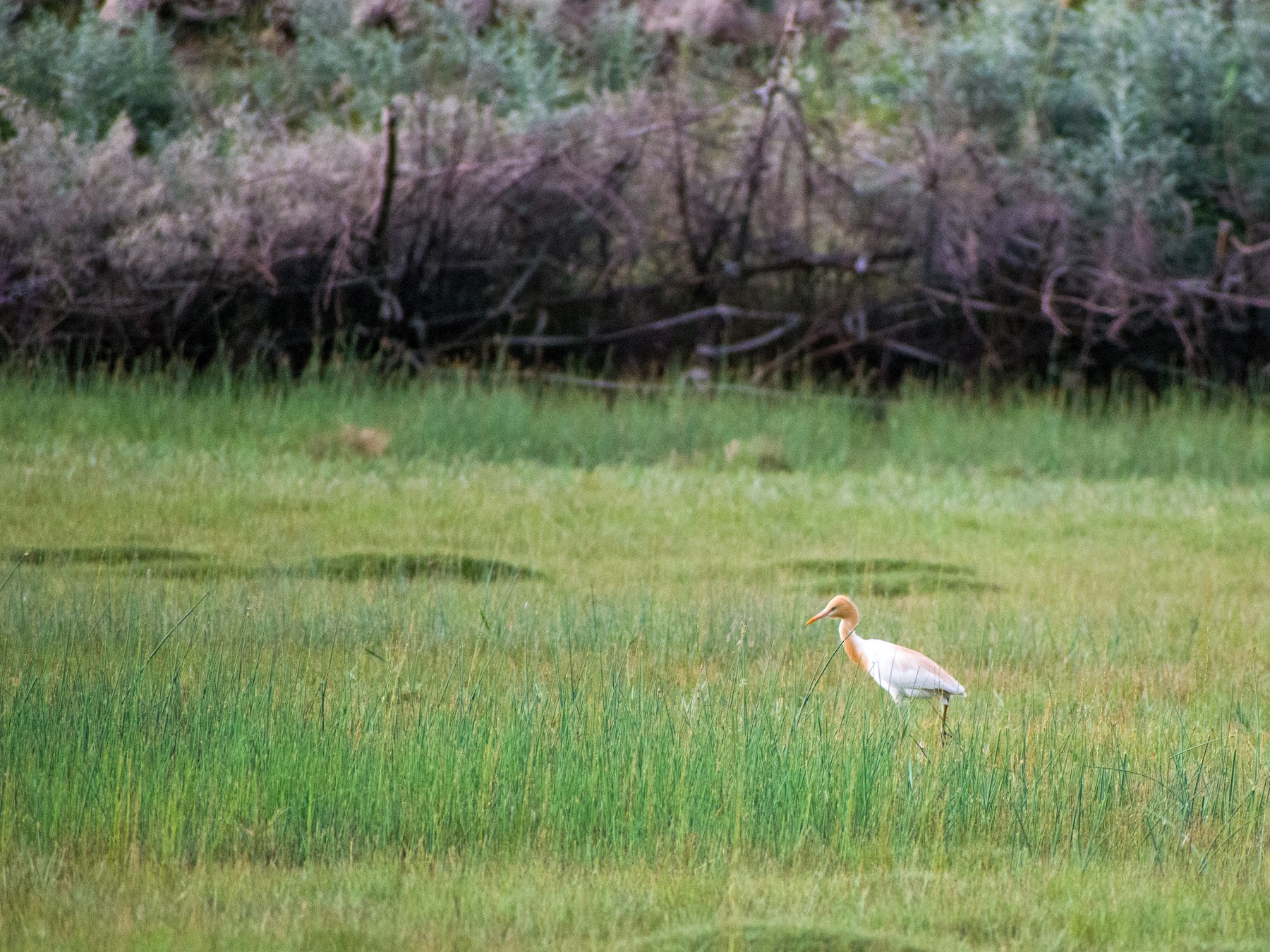 eastern-cattle-egret-ebird