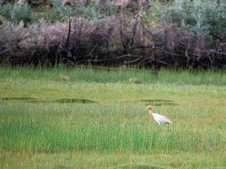  - Eastern Cattle-Egret