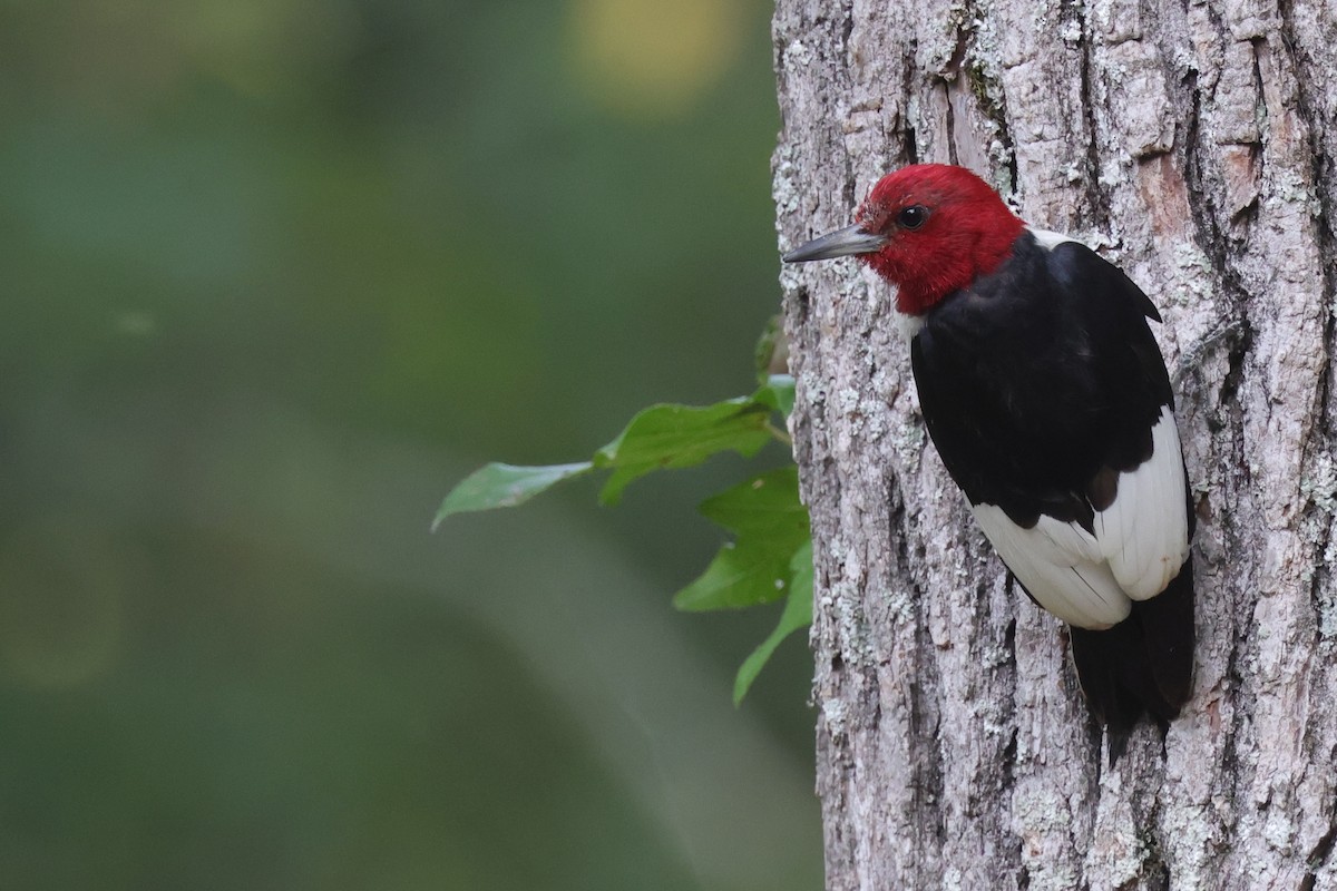 Red-headed Woodpecker - ML608663967