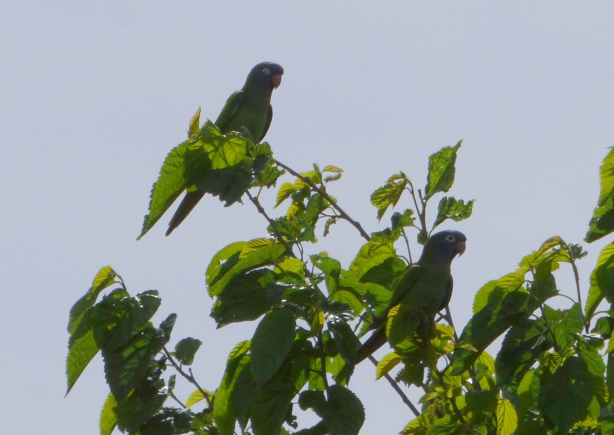 Blue-crowned Parakeet - Pablo Hernan Capovilla
