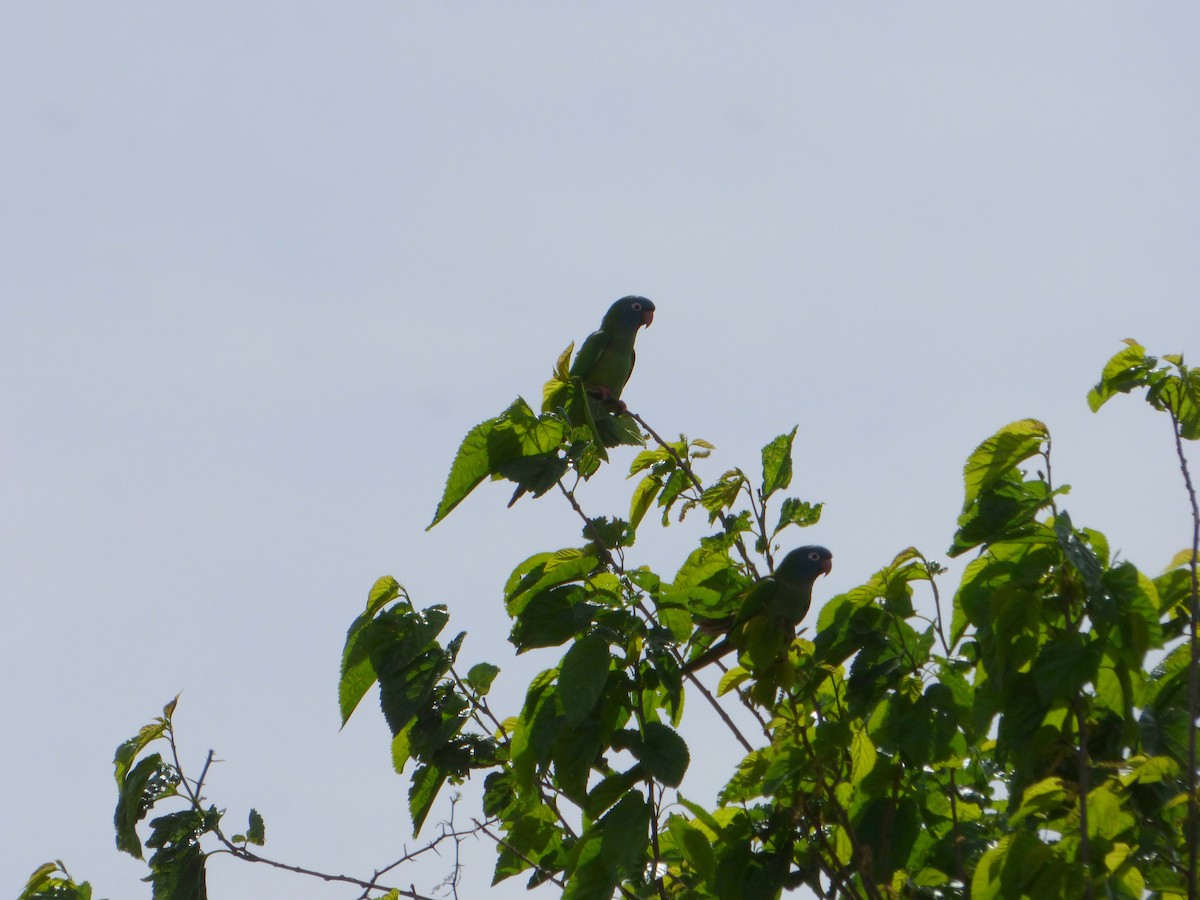 Blue-crowned Parakeet - ML608664106