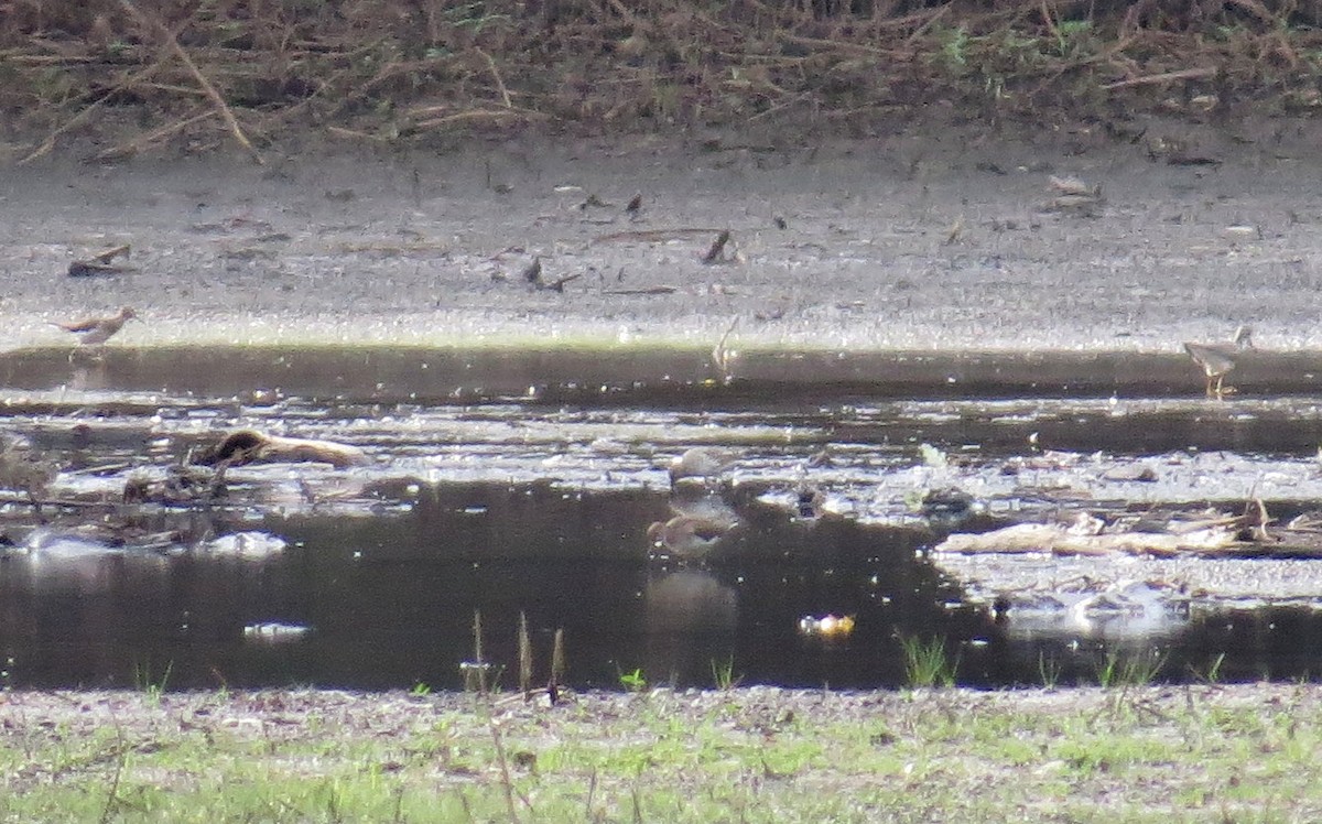 eBird Checklist 9 Sep 2023 Hadley Cove 20 species