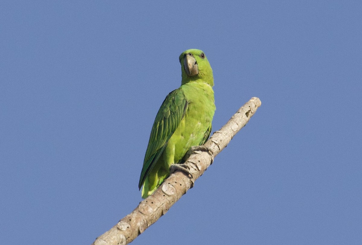 Short-tailed Parrot - Gary Brunvoll