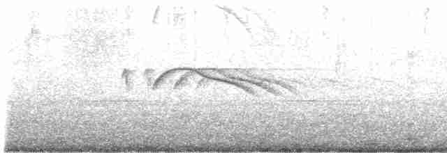 Weißschwanz-Nachtschwalbe - ML608665377