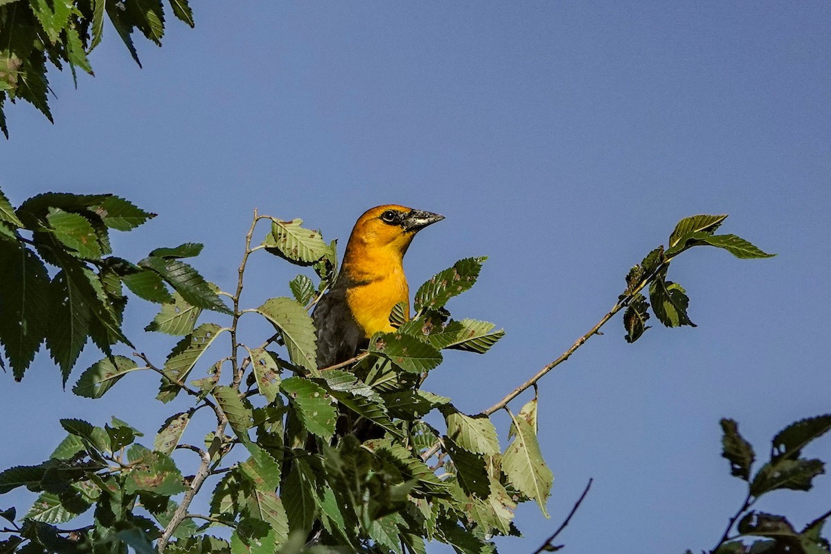 Yellow-headed Blackbird - Susan Harrison