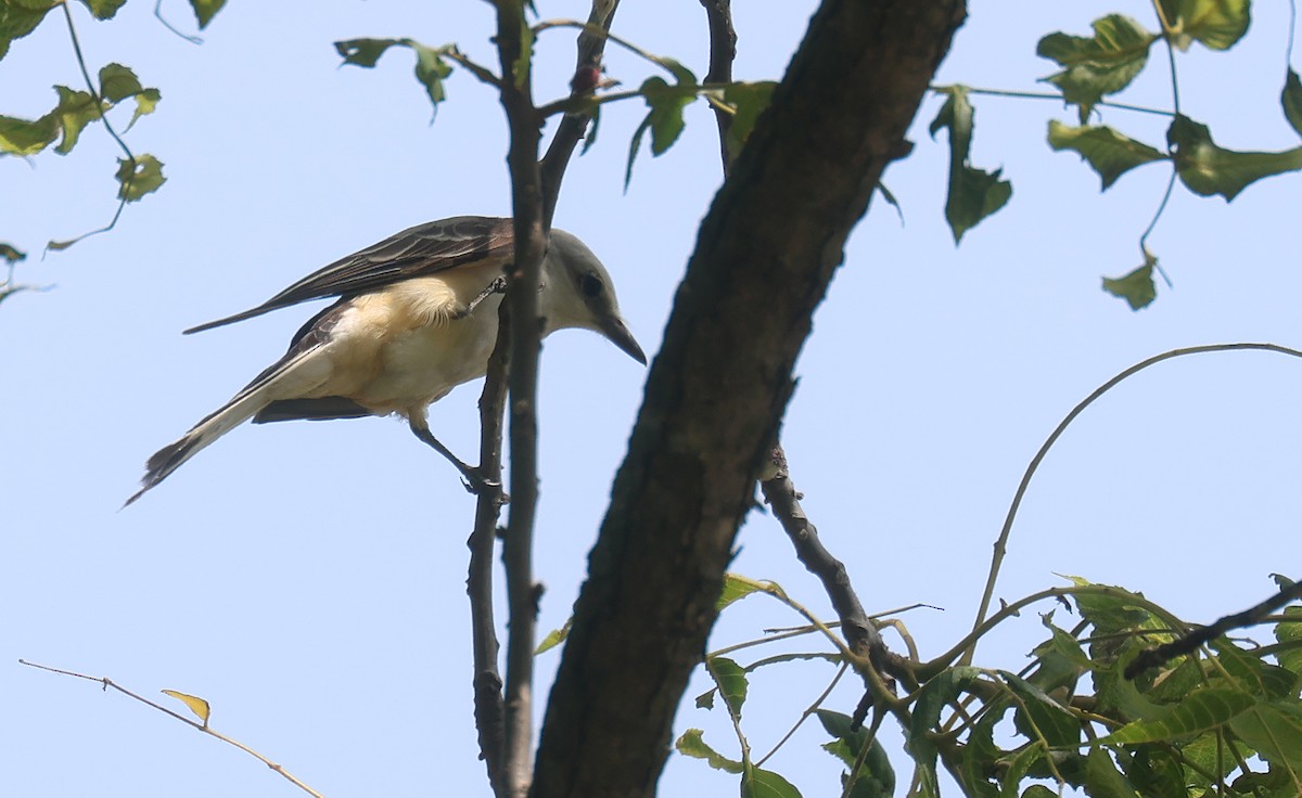 eBird Checklist 14 Jun 2023 Augustine Rd. (Meramec River Bottoms