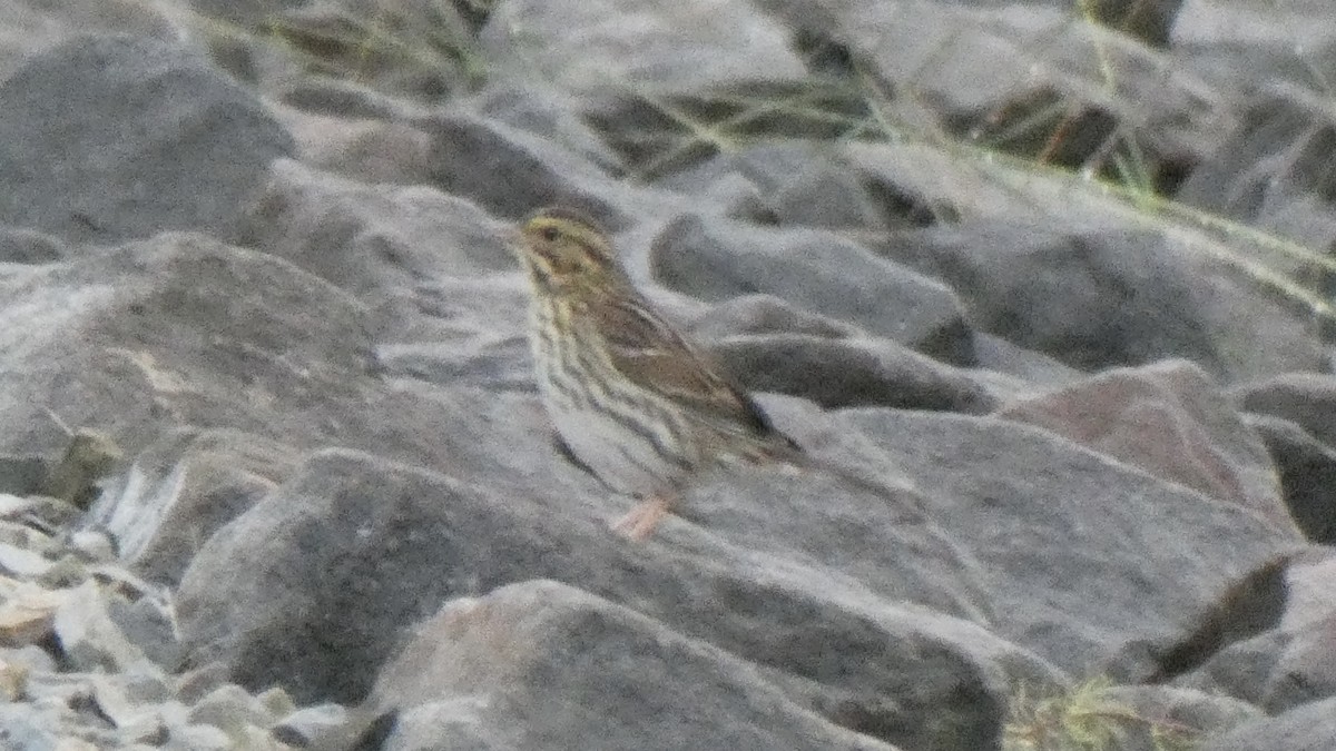 ebird-checklist-9-sep-2023-croton-point-park-22-species-1-other