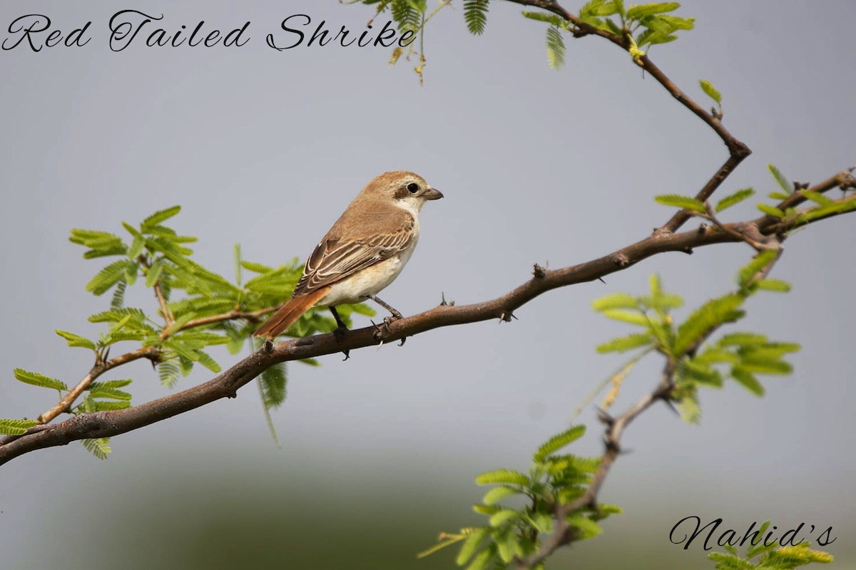 Red-tailed/Isabelline Shrike - ML608666190