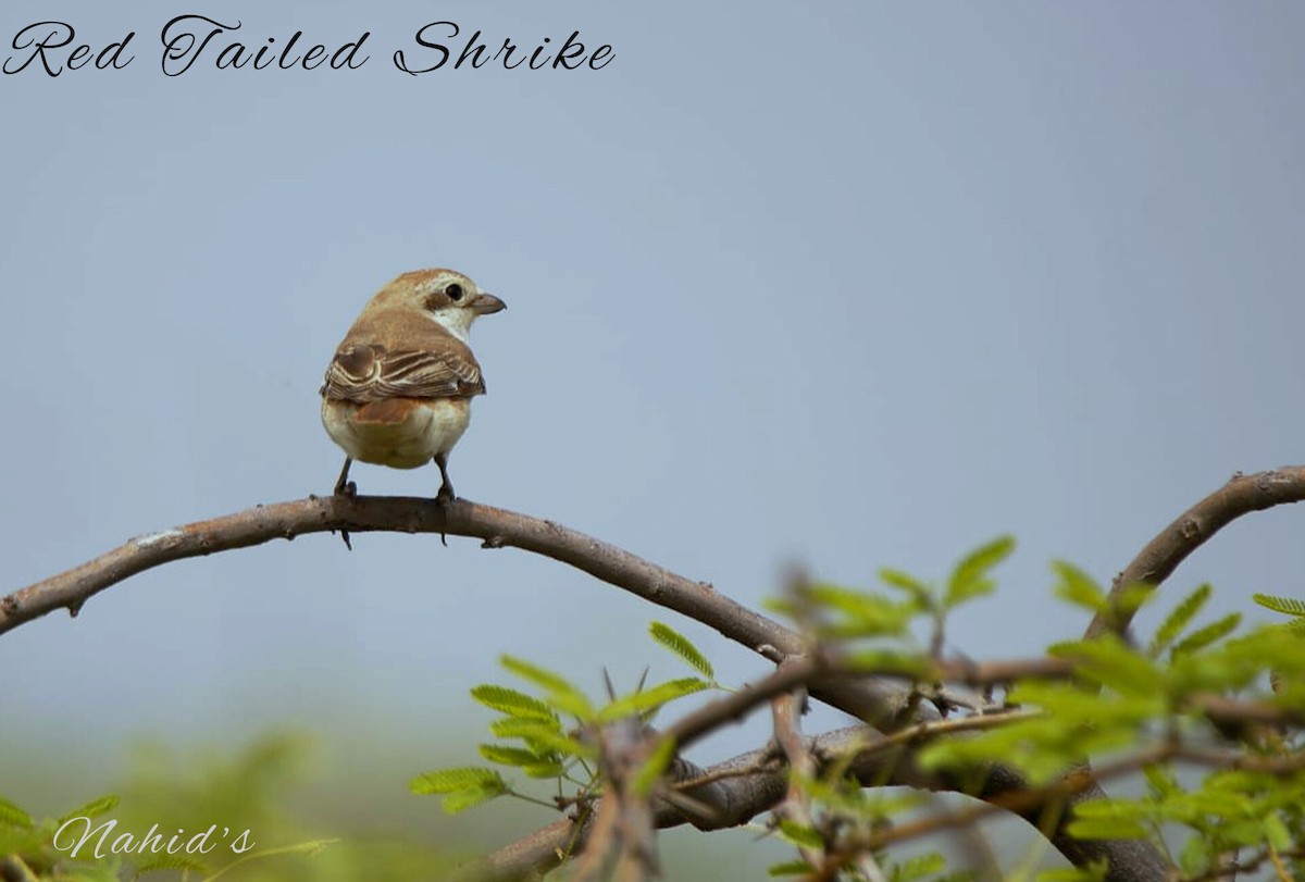 Red-tailed/Isabelline Shrike - ML608666191