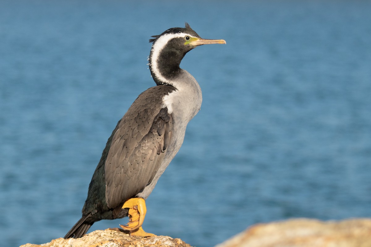 Spotted Shag - ML608666497